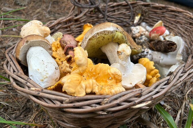 Culinary Adventure To The Fungi And Botanical Kingdom Of Bulgaria - Verified Reviews