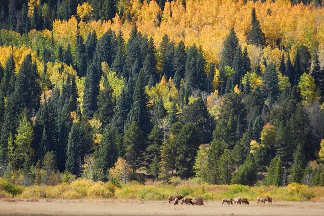 Custom Private Rocky Mountain National Park Half Day Tour - Pickup and Transportation