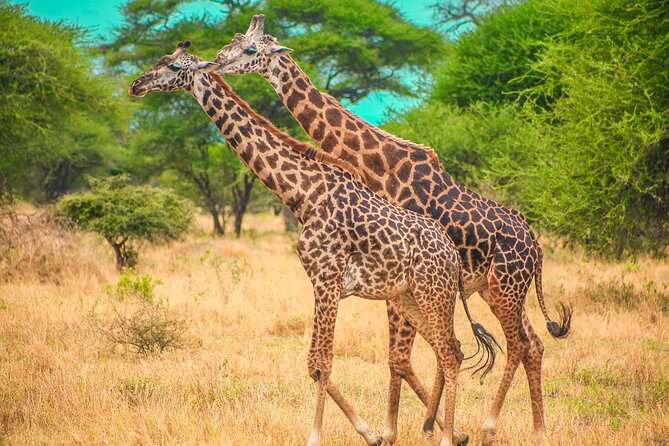 Day Safari Tour to Mikumi National Park - Inclusions and Exclusions