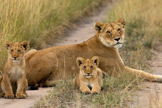 Day Tour Nairobi National Park - Inclusions and Logistics