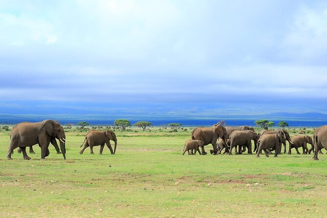 Day Tour to Amboseli National Park - Whats Included in the Tour