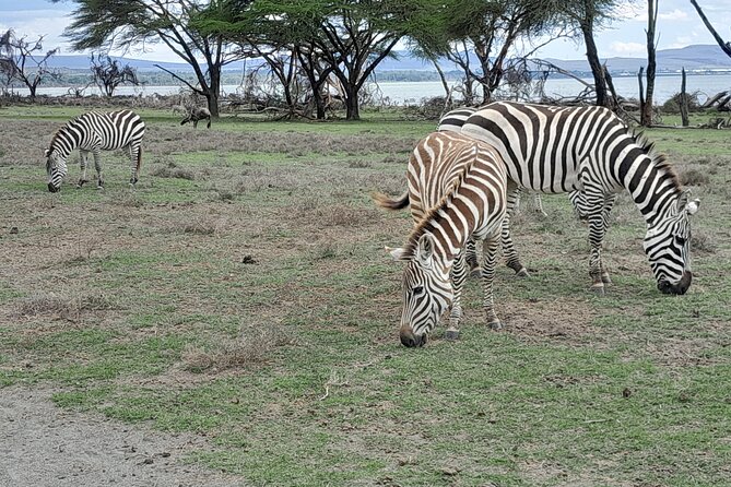 Day Tour To Amboseli National Park From Nairobi - Inclusions and Amenities