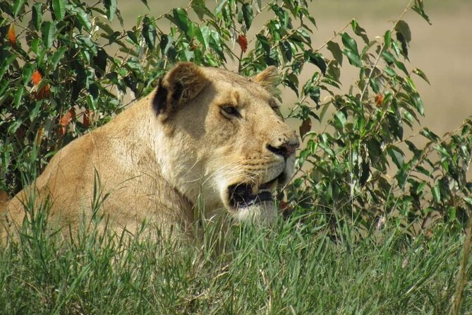 Day Tour to Amboseli National Park From Nairobi - What to Expect on the Tour