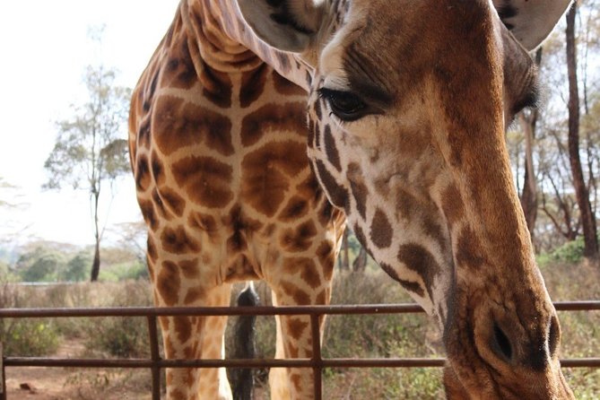 Day Tour to Giraffe Center and Karen Blixen Nairobi - Transportation and Pickup Options