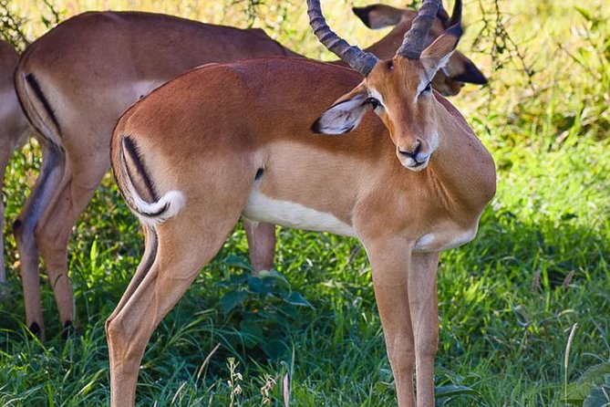 Day Trip - Hells Gate and Lake Naivasha From Nairobi - Key Activities