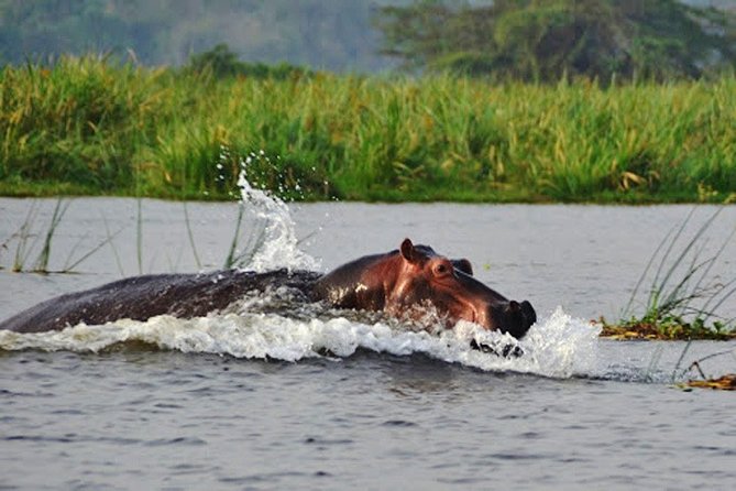 Day Trip Safari - Akagera National Park With Optional Lake Ihema Boat Safari - Safari Experience Highlights