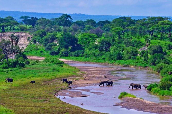 Day Trip Safari to Tarangire National Park - Meeting and Pickup Details