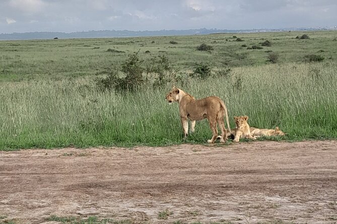 Day Trip To Ol Pejeta Conservancy Rhino And Chimpanzee Sanctuary - Rhino Sanctuary at Ol Pejeta