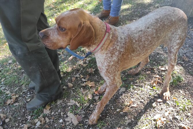 Day Trip: Truffle Hunting With Lunch and Spello Guided Tour - Meeting and End Points