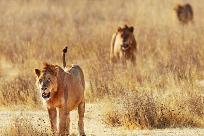 Day Trip - Tsavo East National Park ( Man Eater Lions of Tsavo & Other Big Five) - Itinerary Highlights