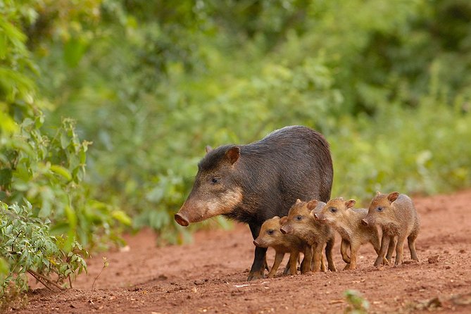 Deluxe Nature Expedition 8 Days - Wildlife Encounters