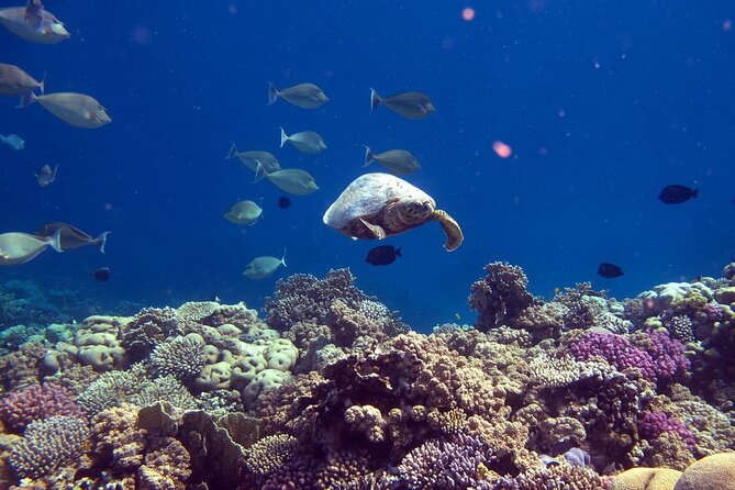 Dimaniyat Island Tour With Snorkeling - Snorkeling Experience Details