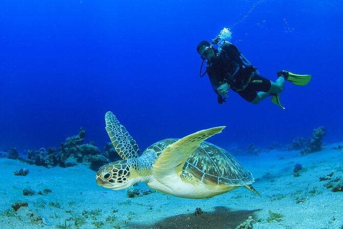 Discover Scuba Diving & Beach Club With Transportation in Riviera Maya - Inclusions and Services