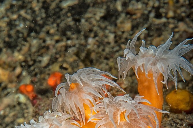 Discover Scuba Diving First Dive Catania - Gearing Up for the Adventure