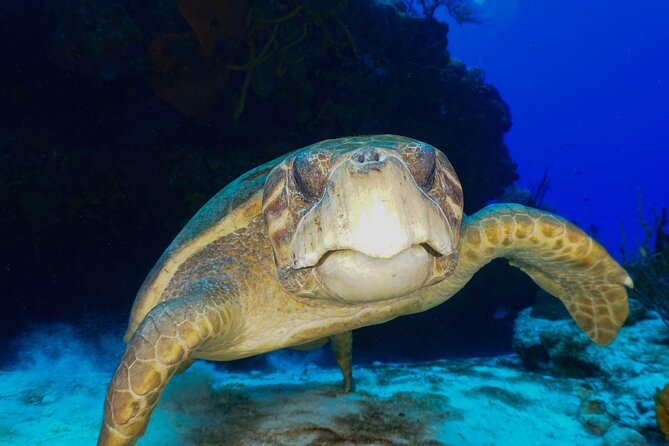 Discover Scuba Diving in Cozumel - Meeting Point Details