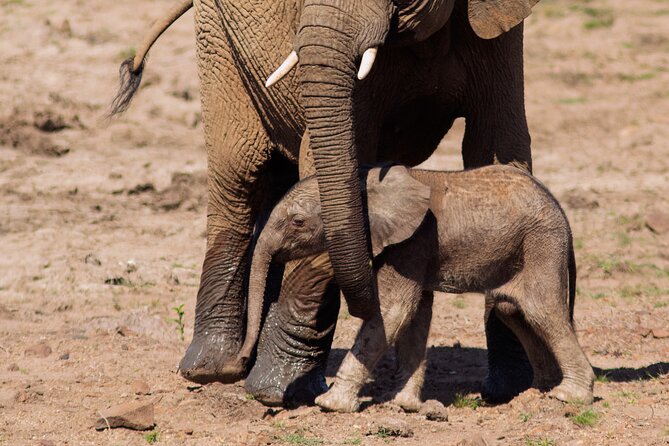 Discover the Pilanesberg With a Personalized Full Day Safari - A Tailored Safari Experience