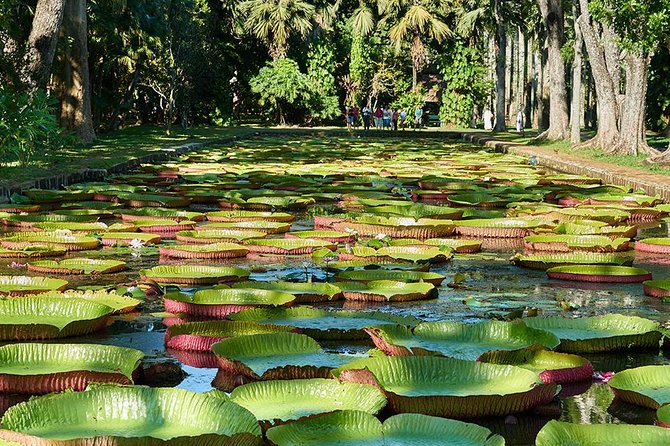 Discovering the North of Mauritius: Full-Day Incl Botanical Garden & Lunch - Pamplemousses Botanical Garden