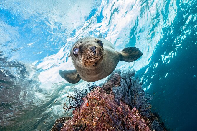 Dive in La Paz With Sea Lions, Turtles, Fish Schools and Wrecks - Inclusions