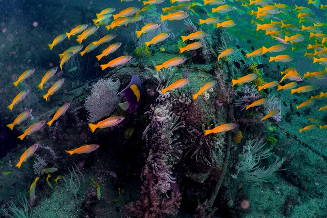 Dive Trip to the Coral Reefs of Fujairah for Certified Scuba Divers - Scuba Equipment and Gear