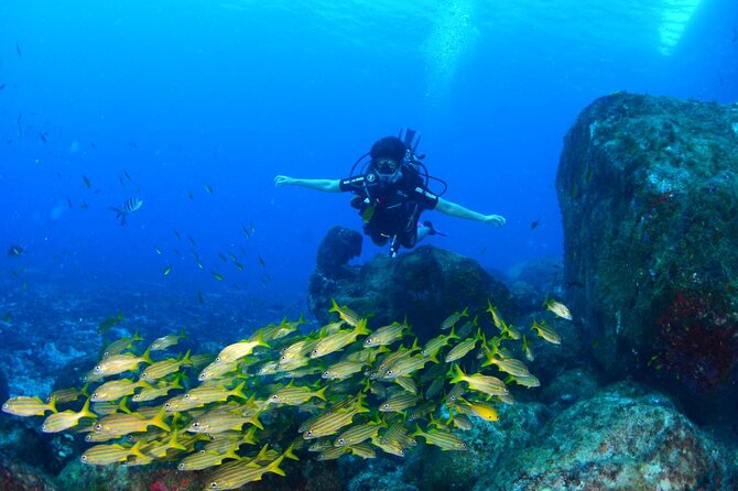 Diving Experience in Fernando De Noronha - Inclusions of the Tour