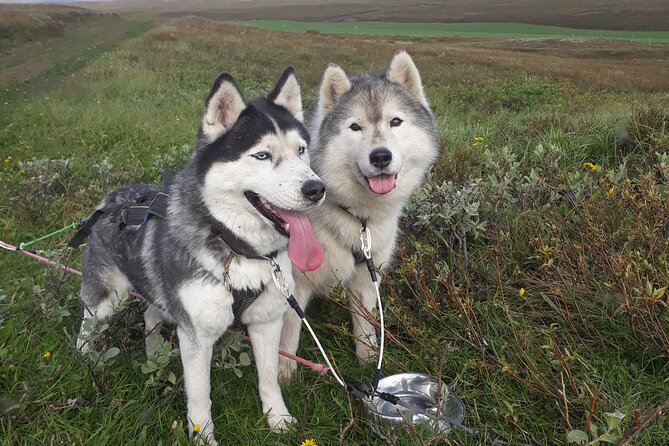 Dog Sledding and Mushing Experience by Siberian Husky in Iceland - Experience Details