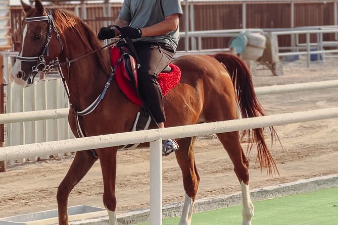 Doha-Private Half Day Safari With Horse Ride/Camel Ride/Sandboard - Itinerary of Activities