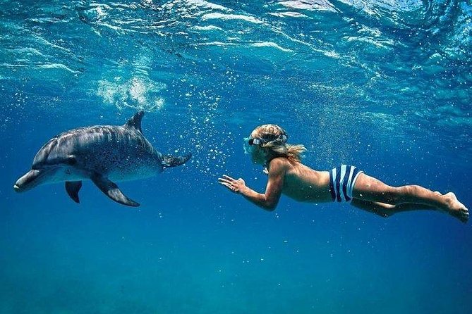 Dolphin Encounters, Ile Aux Benitier & Crystal Rock: Full-Day (Lunch & Transfer) - Itinerary Overview