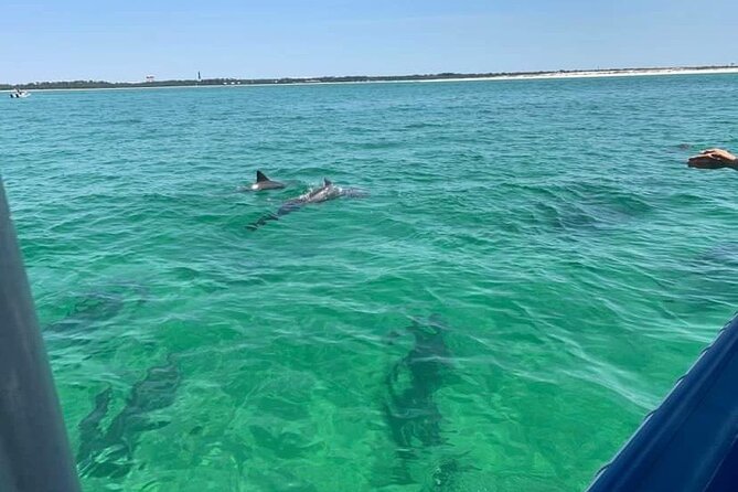 Dolphin & Sightseeing Cruise + Beach Stop + Seashell Hunting - Confirmation and Accessibility