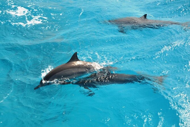 Dolphin Tour Banana Boat From Soma /Sahl Hasheesh/Makadi/Safaga - Pricing and Booking Information