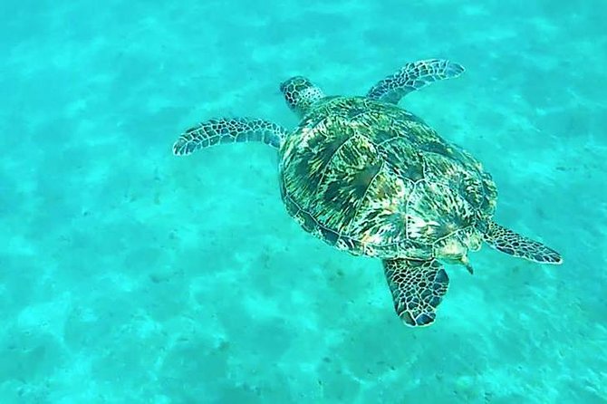 Dolphin Tour From El Gouna - Pickup and Accessibility Details