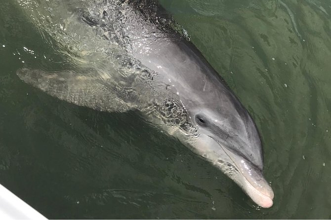Dolphin Tour Hilton Head Island SC - Meeting and Pickup Details