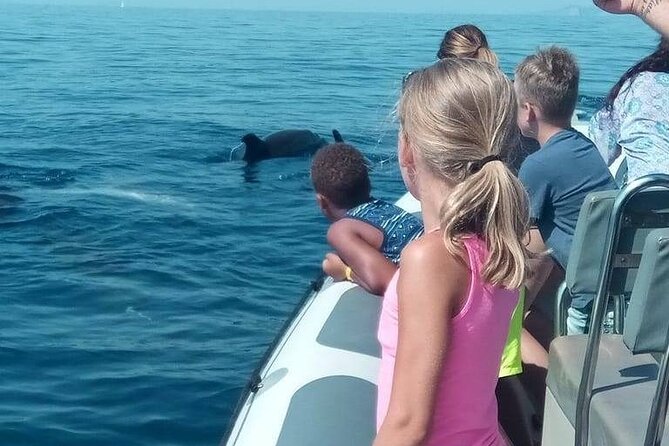 Dolphin Watching at Dawn in Alcúdia - Accessibility and Health Recommendations