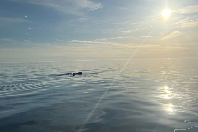 Dolphins and Sunset Tour in Fažana-Croatia - Inclusions