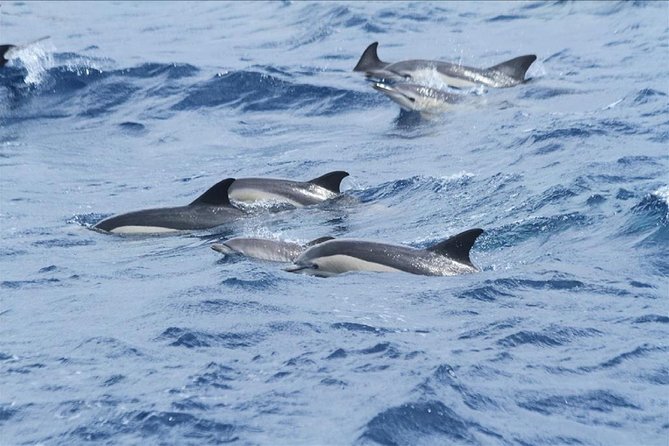 Dolphins Watching in Gibraltar - Day Trip From Seville - Getting to the Meeting Point