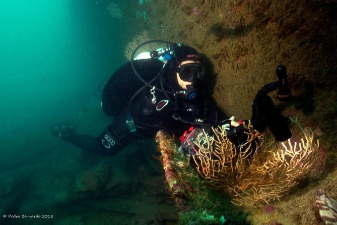Double Dive in Cascais: A Review - Suitable for All Divers