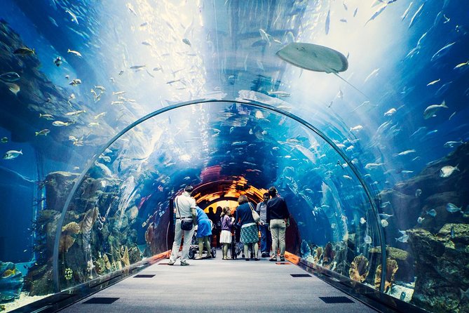 Dubai Aquarium + Penguin Cove Tickets With Transfers - Ticket Options and Pricing