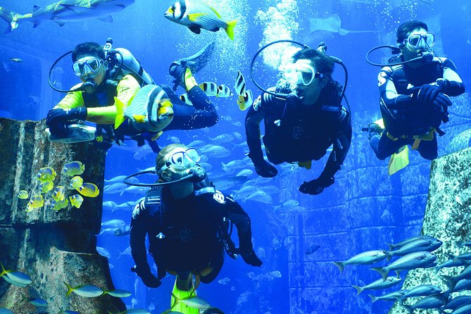 Dubai Lost Chambers Dive Discovery - Encountering Marine Life Wonders