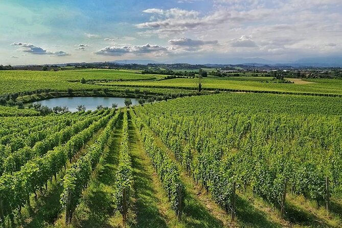E-Bike Tour and Wine Tasting From Desenzano Inland - Winery Experience