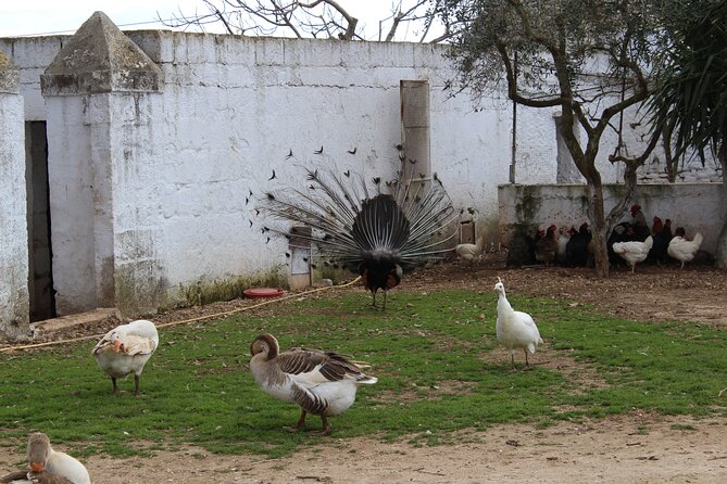 E-Bike Tour in Cisternino. How the Mozzarella Is Made. - Getting to Cisternino