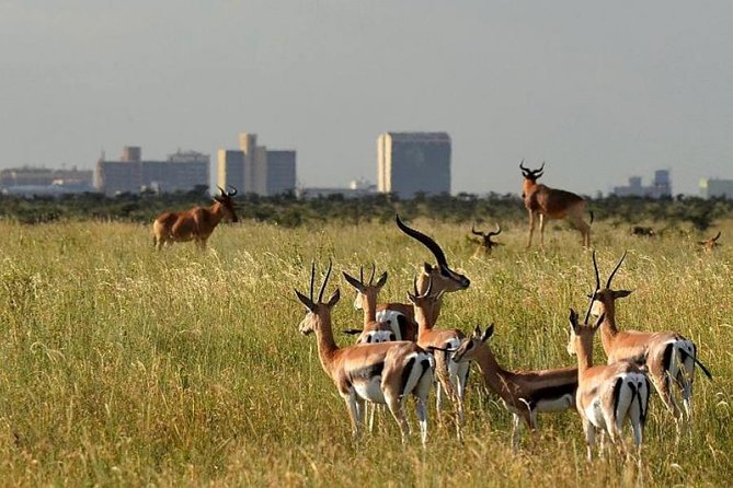 Early Morning Group Joining Mini Safari To Nairobi National Park - Itinerary and Schedule