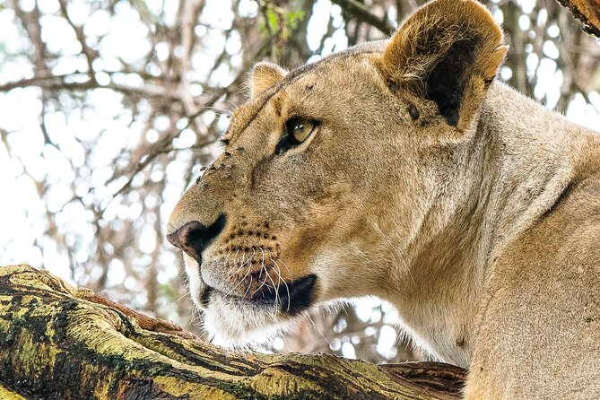 Early Morning Nairobi Park Safari and Giraffe Centre Tour. - Pickup and Drop-off Details