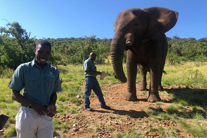 Elephant Sanctuary Tour From Johannesburg - Highlights of the Tour