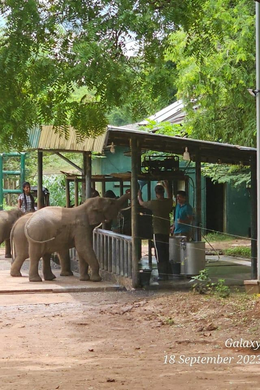 Ella Train Trip & Udawalawa Private Day Tour - Itinerary