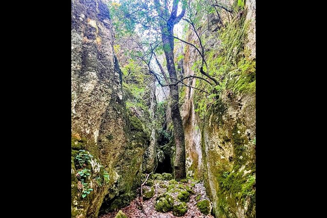Enchanted Forest Hike and Wine Tasting Private Tour - Savoring Local Wines