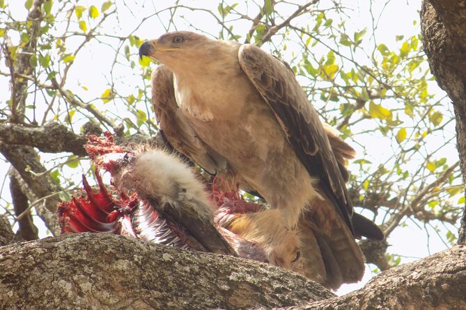 Enjoy a Private Day Trip to Lake Manyara National Park. - Transportation and Guide