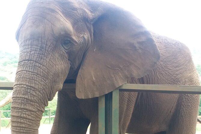 Enlightening Elephants And Monkeys Sanctuary Guided Day Tour - Observing the Bush Babies Monkeys