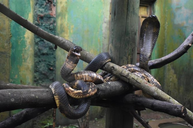 Entebbe Eco Tour - Full Day - Exploring Wildlife Rescue Efforts
