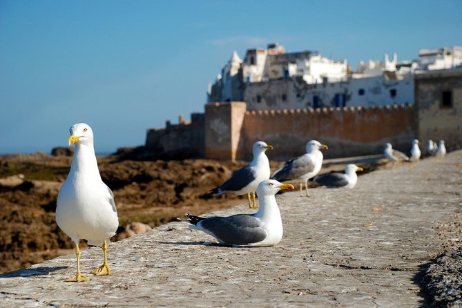 Essaouira Day Trip From Marrakech - Exploring the Coastal Town