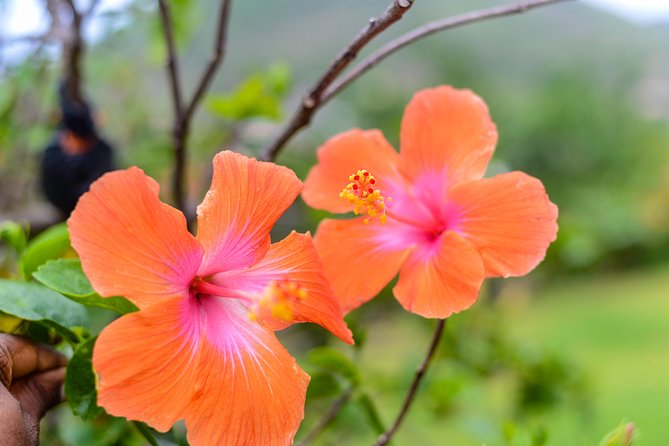 Essence of St Lucia Heritage Experience - Culinary Experience