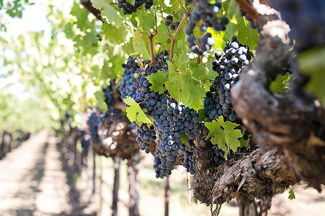 Etna Trekking and Wine Tasting - Winery Tour and Wine Tasting
